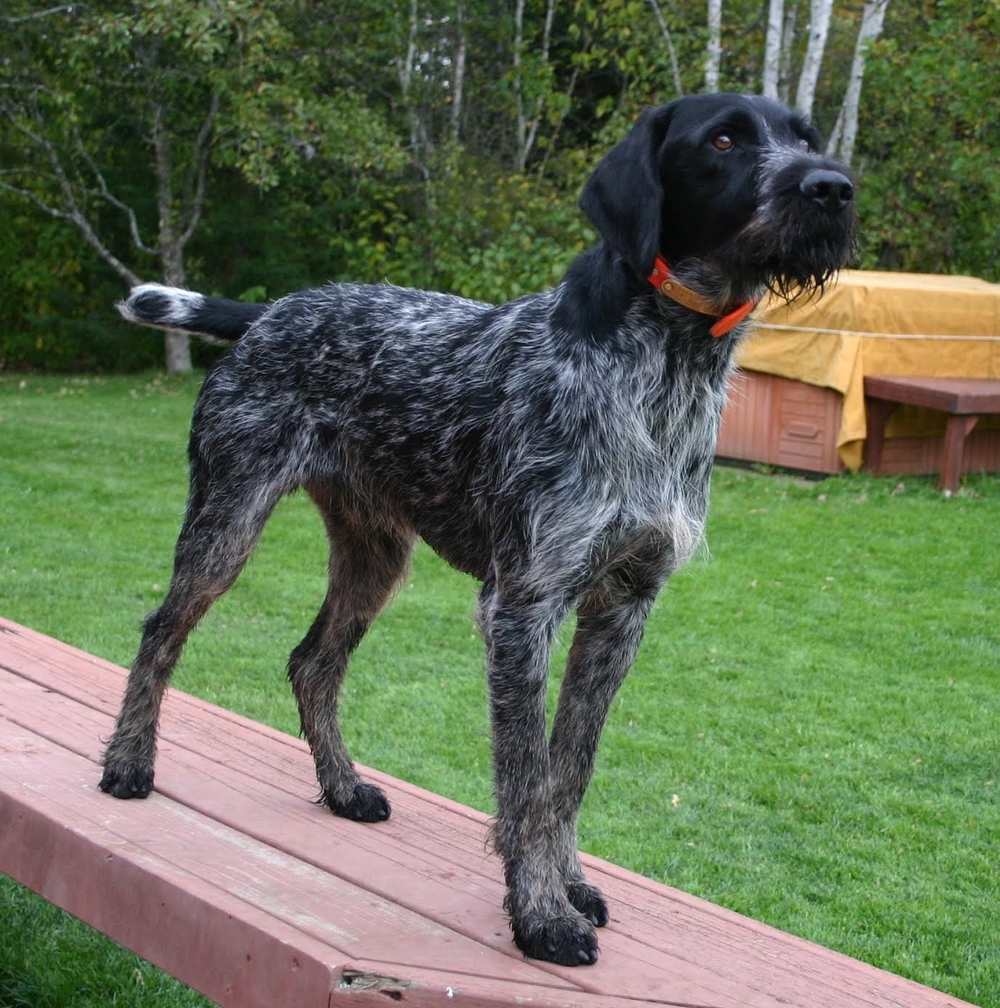 German Wirehaired Pointer breed dog black minepuppy